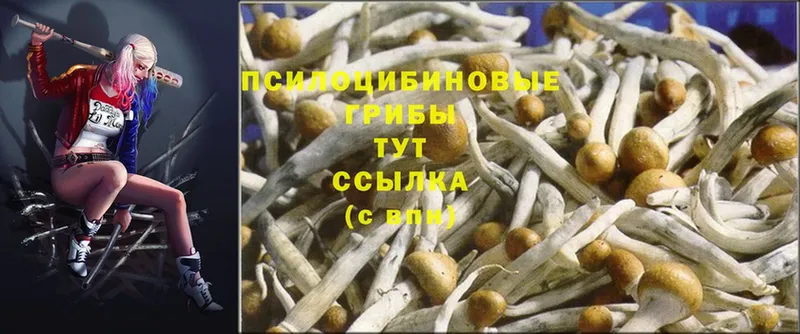 мориарти официальный сайт  Алзамай  Галлюциногенные грибы Psilocybine cubensis  ОМГ ОМГ маркетплейс 